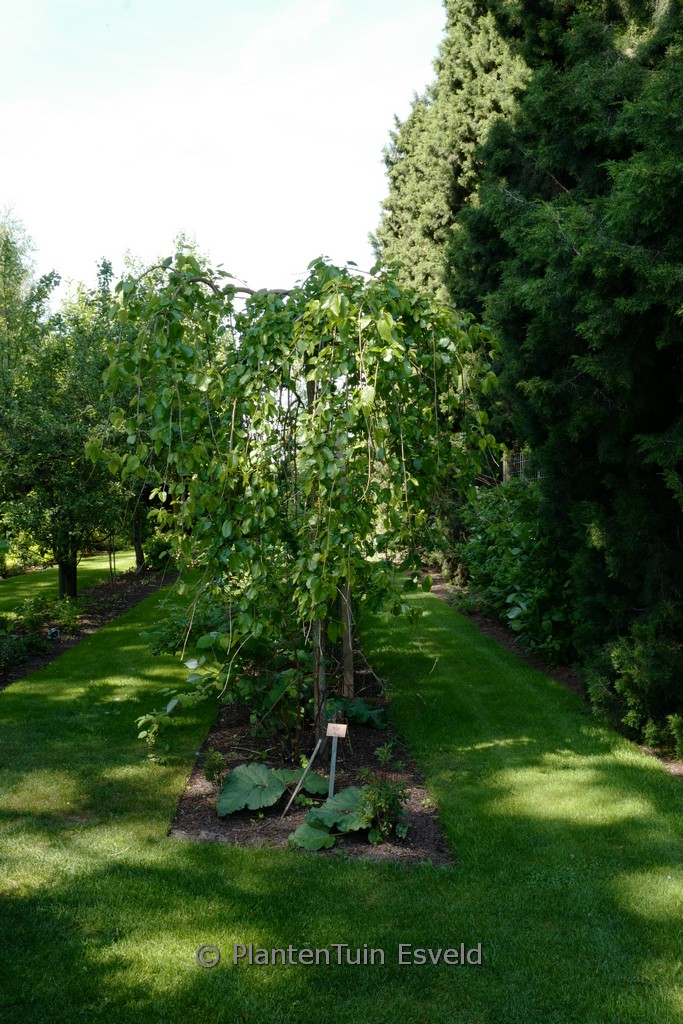 Morus alba ‚Pendula‘