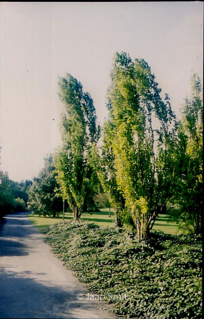 Morus alba ‚Pyramidalis‘