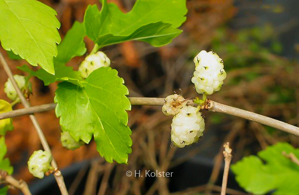 Morus alba ‚White Berry‘