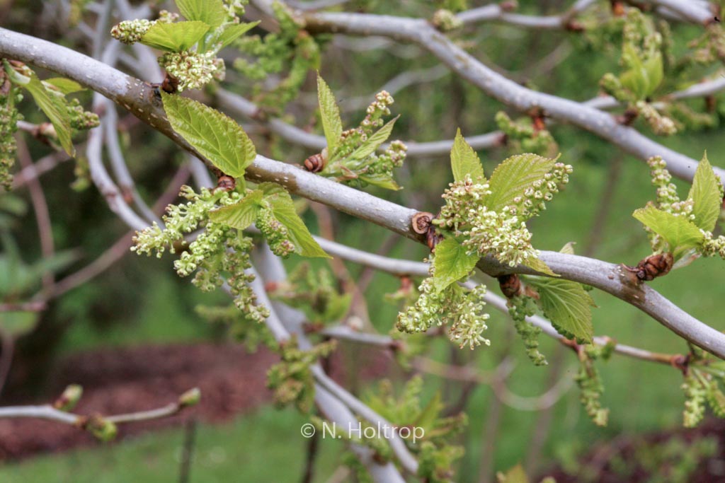 Morus latifolia ‚Spirata‘