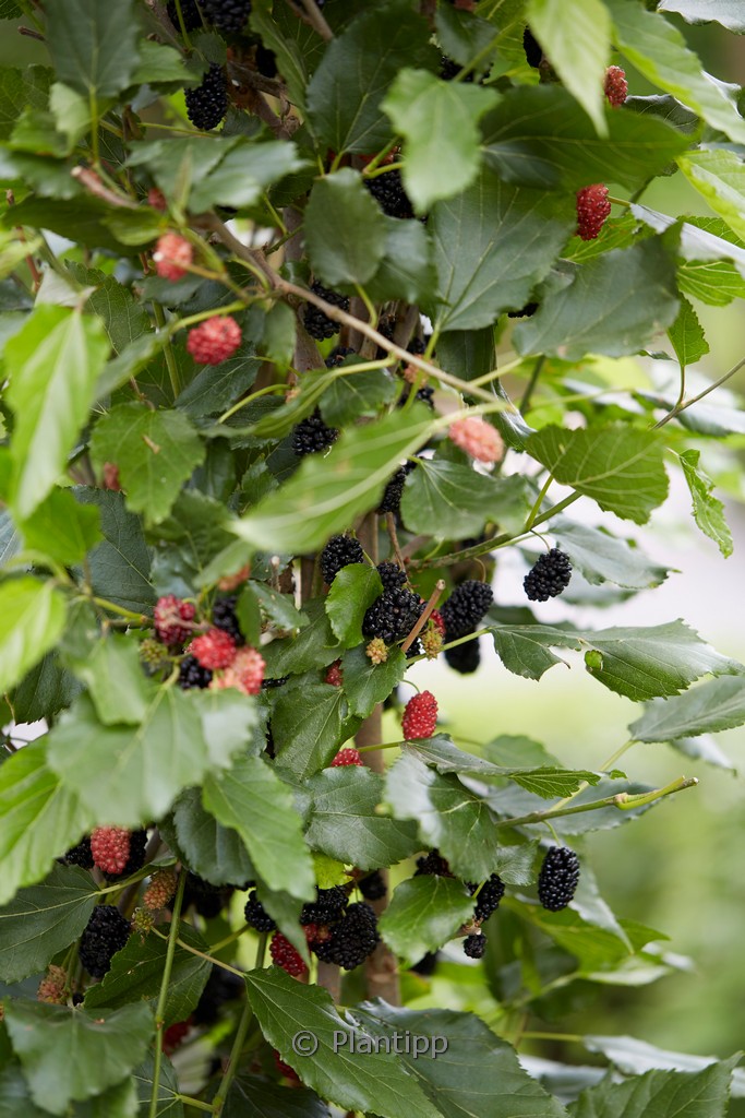 Morus rotundiloba ‚Matsunaga‘ (MOJO BERRY)