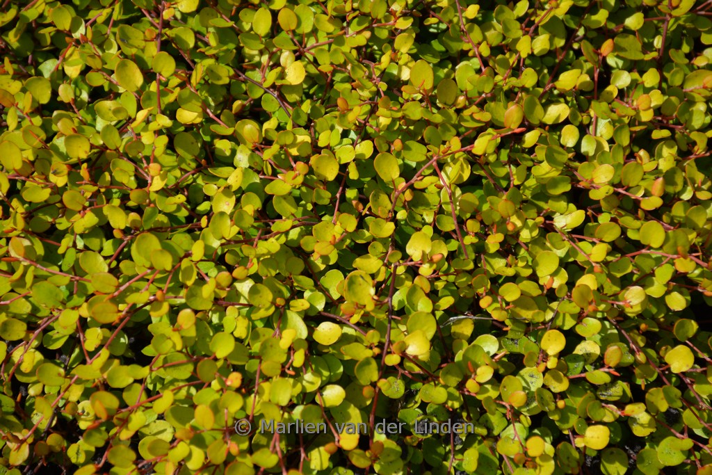 Muehlenbeckia complexa ‚Golden Girl‘