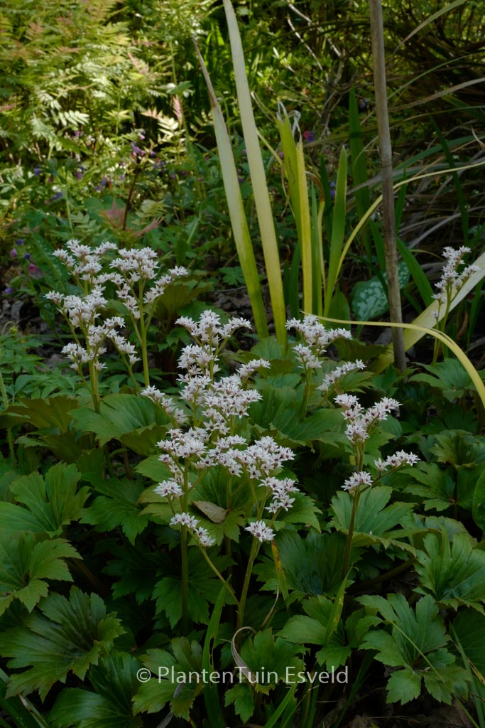 Mukdenia rossii ‚Karasuba‘