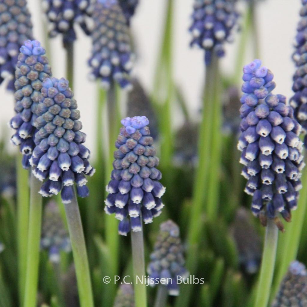 Muscari ‚Night Eyes‘
