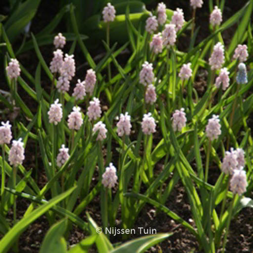 Muscari ‚Pink Sunrise‘