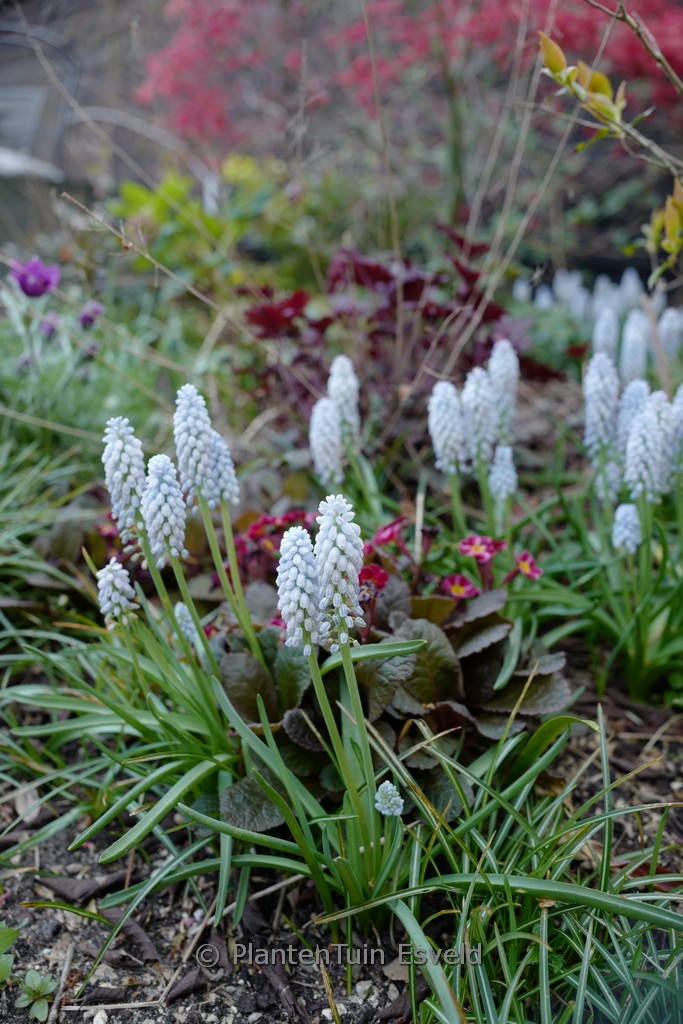 Muscari armeniacum ‚Manon‘