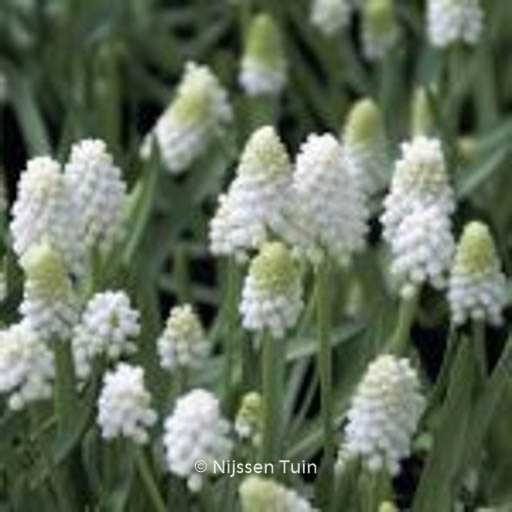 Muscari aucheri ‚White Magic‘