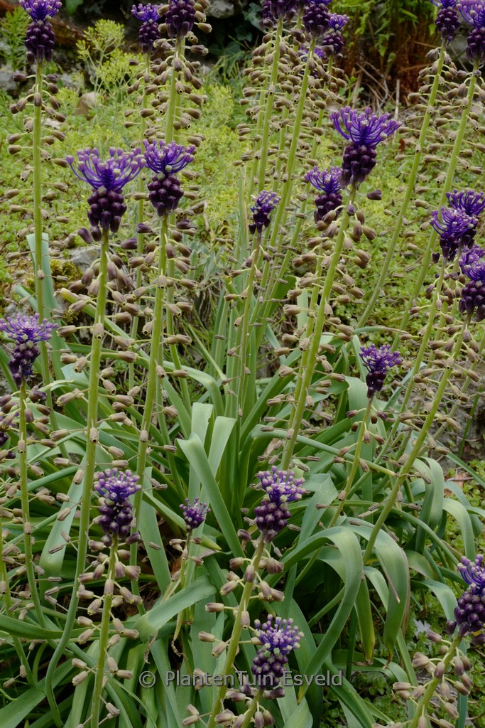 Muscari comosum