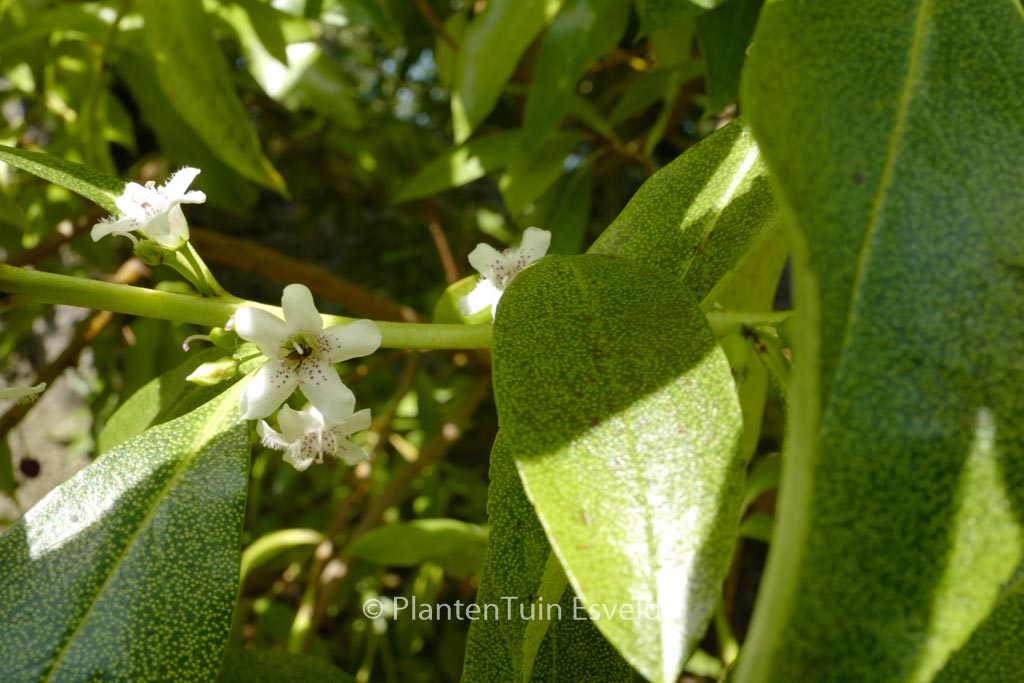 Myoporum laetum