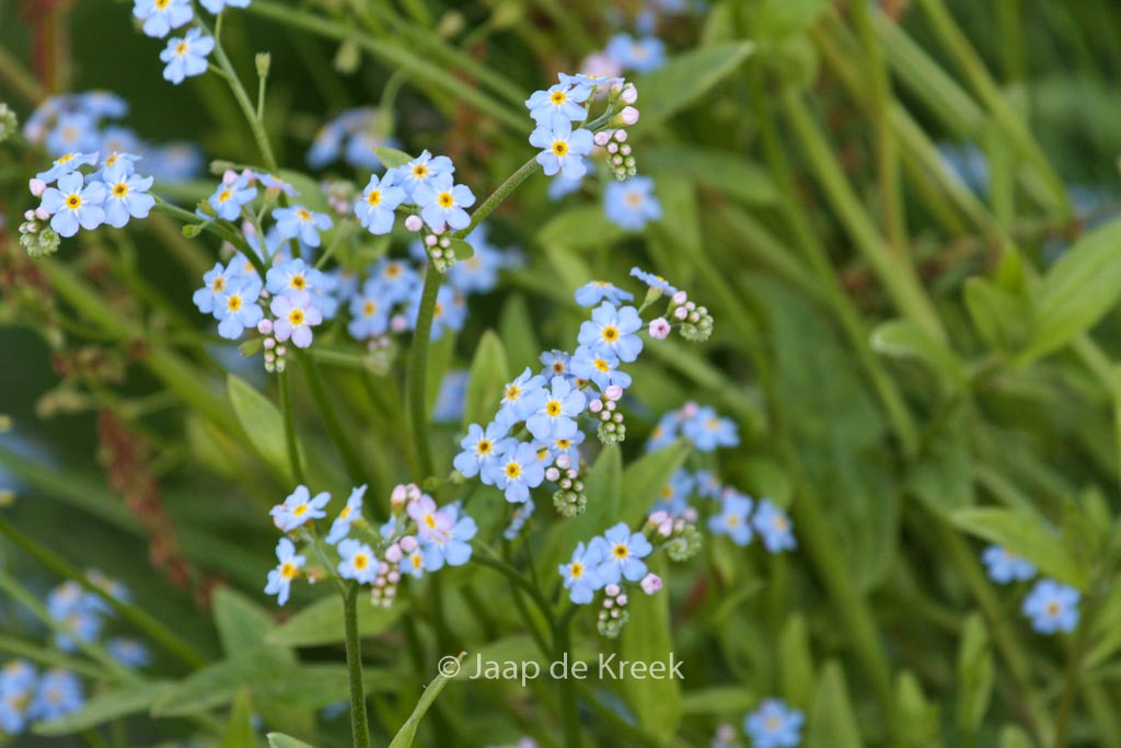 Myosotis palustris