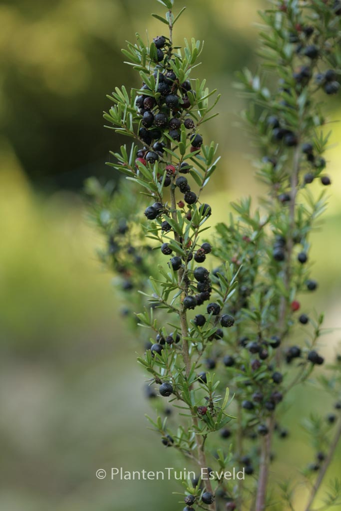 Myrceugenia leptospermoides