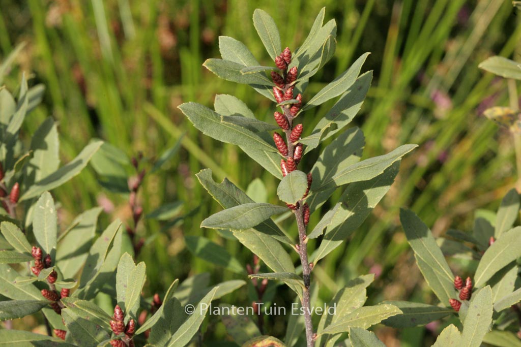 Myrica gale