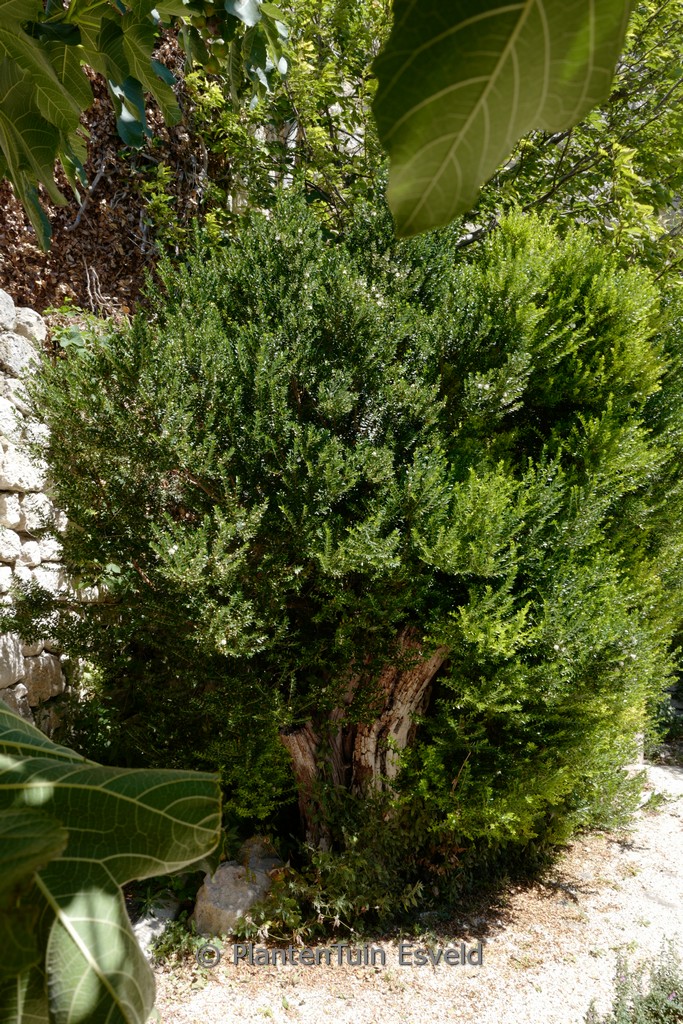Myrtus communis tarentina