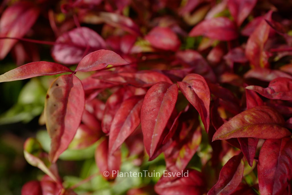 Nandina domestica ‚Aka‘ (BLUSH PINK)