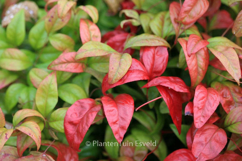 Nandina domestica ‚Fire Power‘