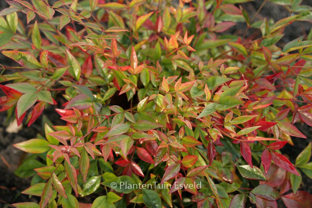 Nandina domestica ‚Gulf Stream‘