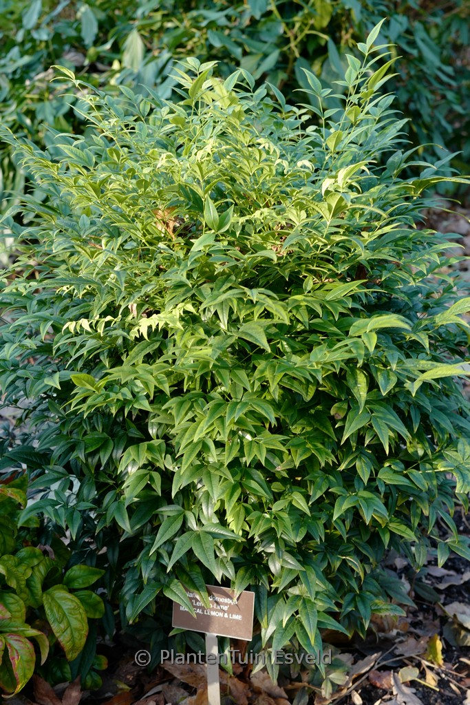 Nandina domestica ‚Lemon-Lime‘