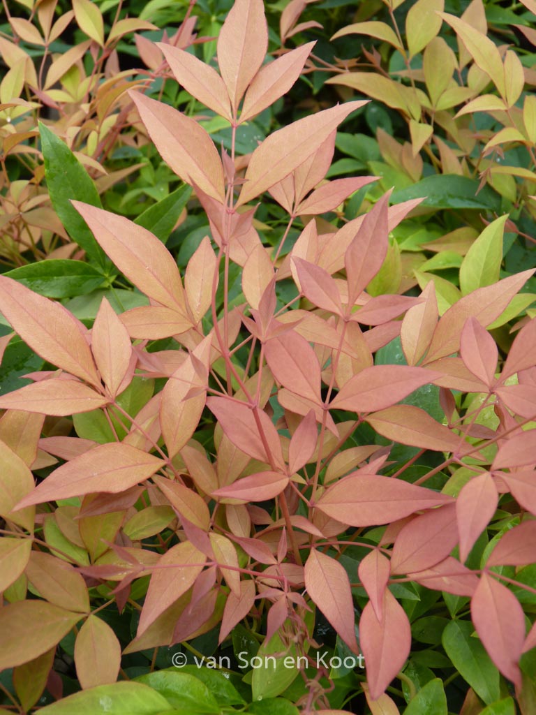 Nandina domestica ‚Monfar‘ (MAGICAL SUNRISE)