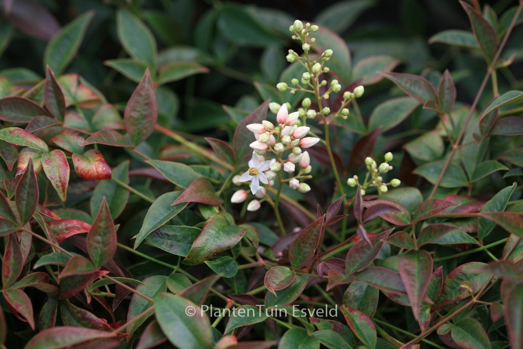 Nandina domestica ‚Murasaki‘ (FLIRT)
