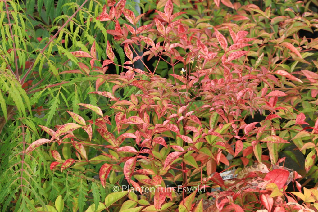 Nandina domestica ‚Richmond‘