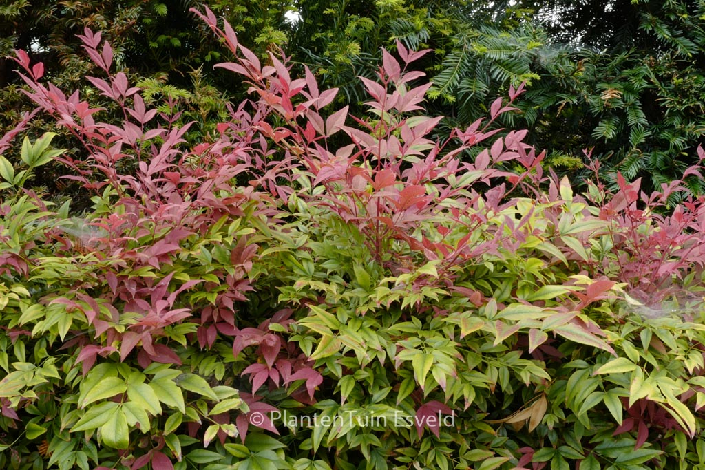 Nandina domestica ‚Seika‘ (OBSESSED)