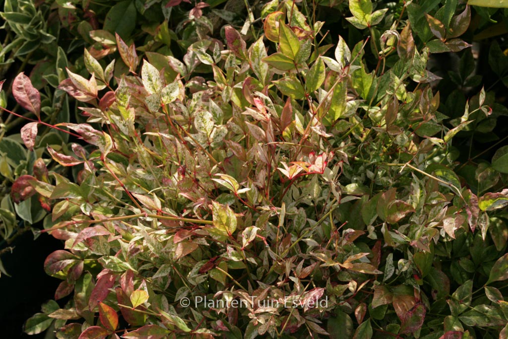 Nandina domestica ‚Twilight‘