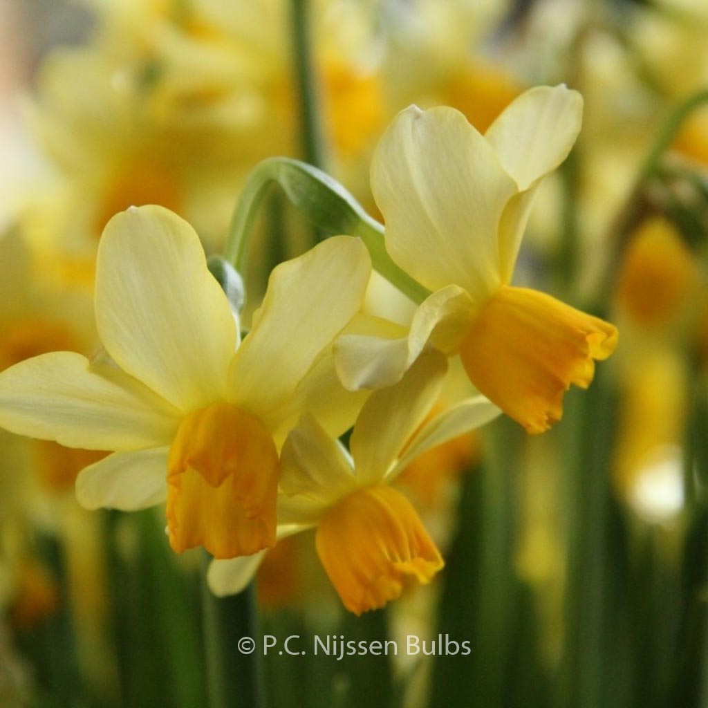 Narcissus ‚Eaton Song‘