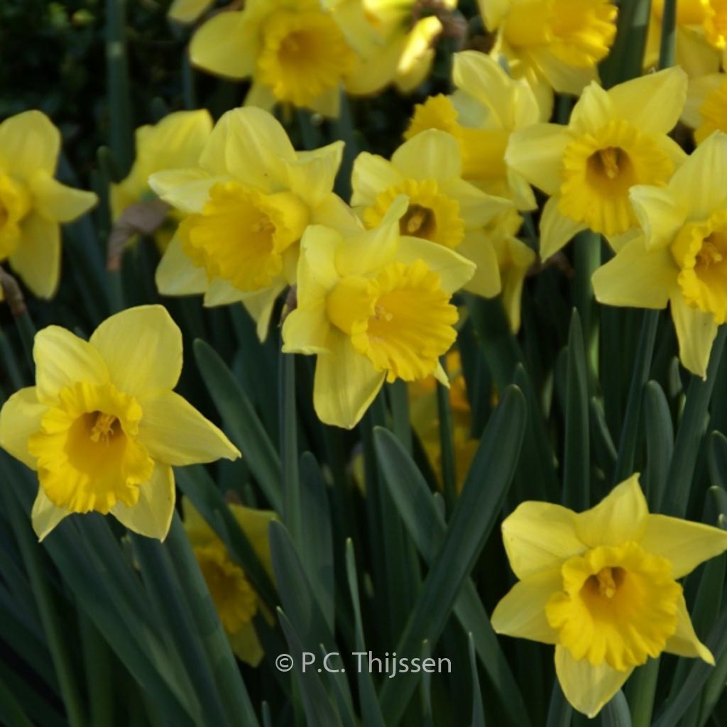 Narcissus ‚Rijnveld’s Early Sensation‘