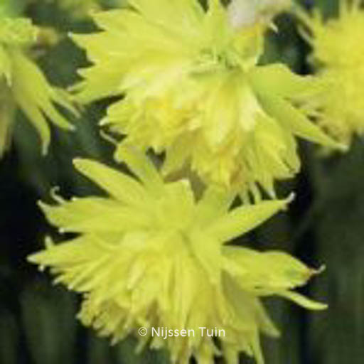 Narcissus ‚Rip van Winkle‘