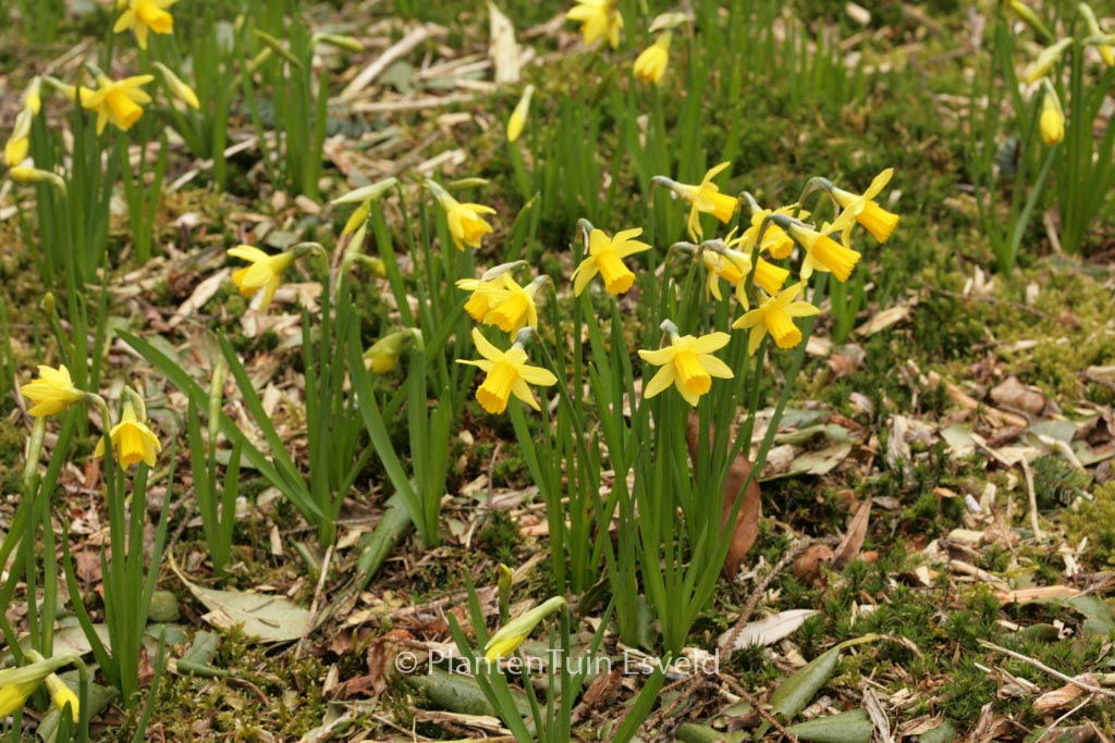 Narcissus ‚Tete-a-Tete‘