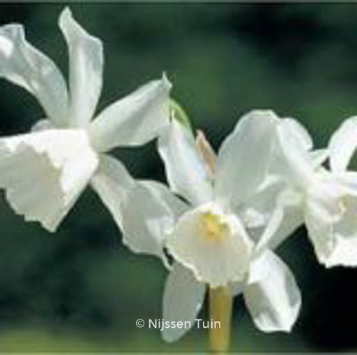 Narcissus ‚Thalia‘