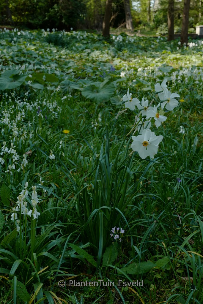 Narcissus poeticus var. recurvus
