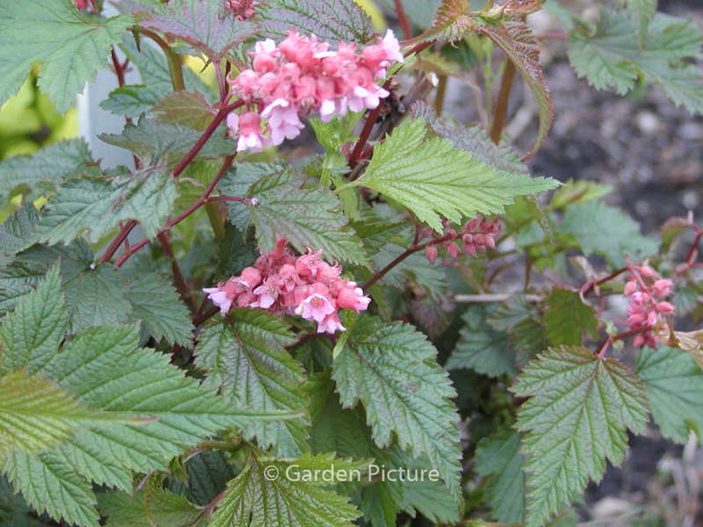 Neillia affinis