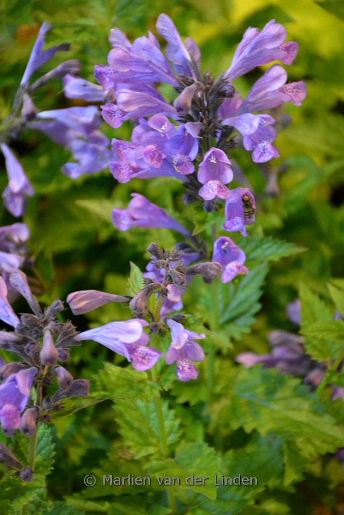 Nepeta ‚Blue Dragon‘