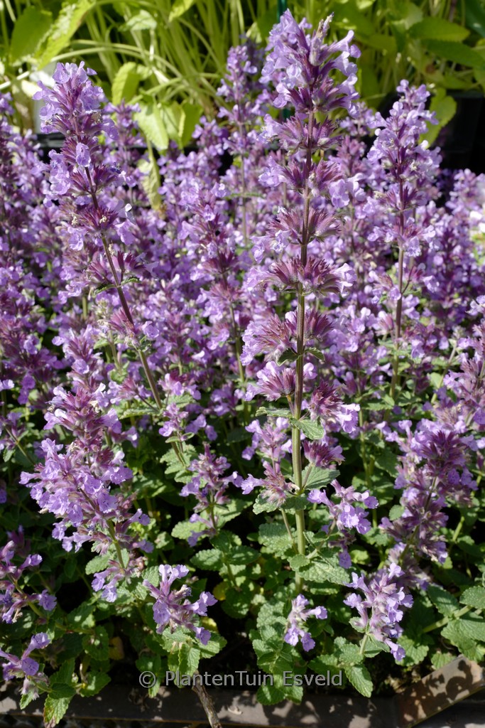 Nepeta ‚Cat’s Pajamas‘