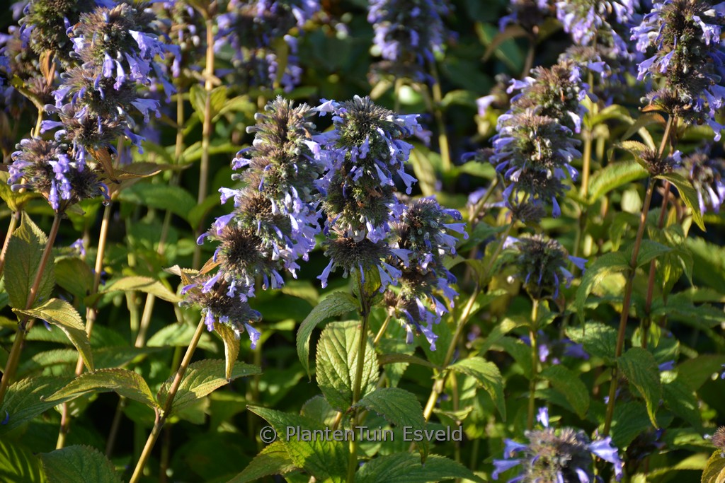 Nepeta ‚Mr Blue Sky‘