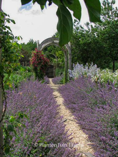 Nepeta ‚Six Hills Giant‘