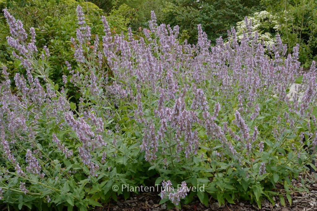 Nepeta ‚Veluws Blauwtje‘