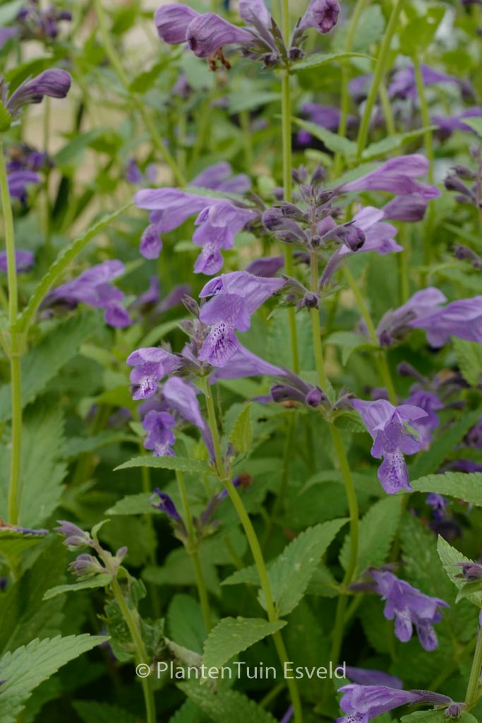 Nepeta ‚Weinheim Big Blue‘
