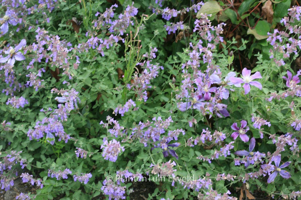 Nepeta faassenii ‚Dropmore‘