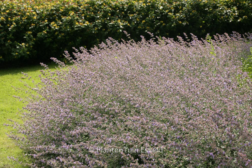 Nepeta faassenii ‚Grol‘