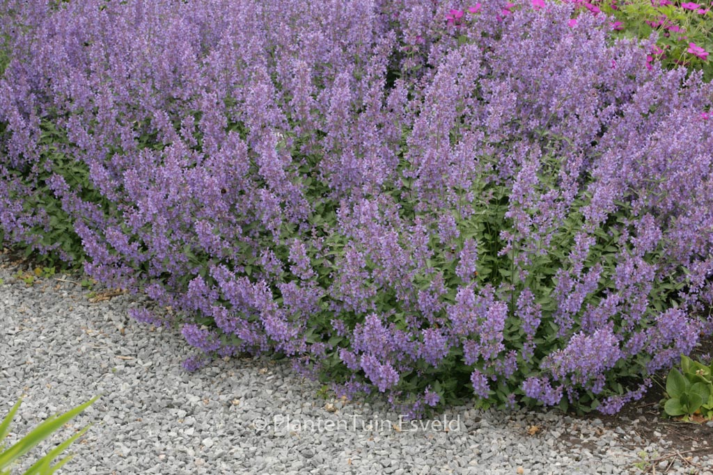 Nepeta faassenii ‚Novnepjun‘ (JUNIOR WALKER)