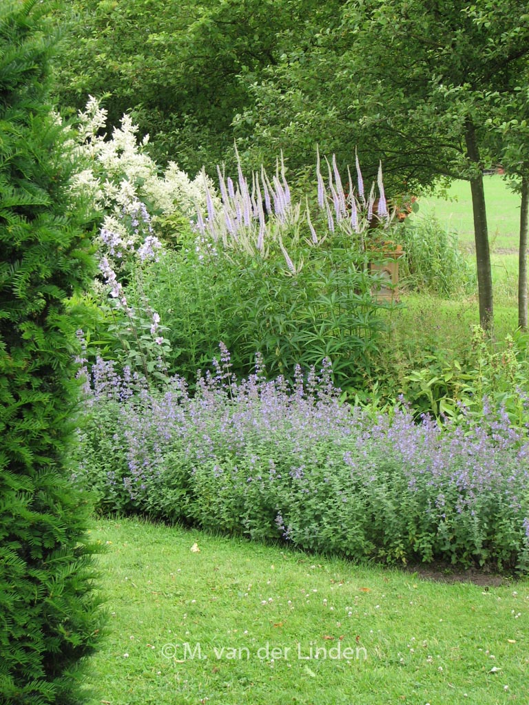 Nepeta faassenii ‚Senior‘