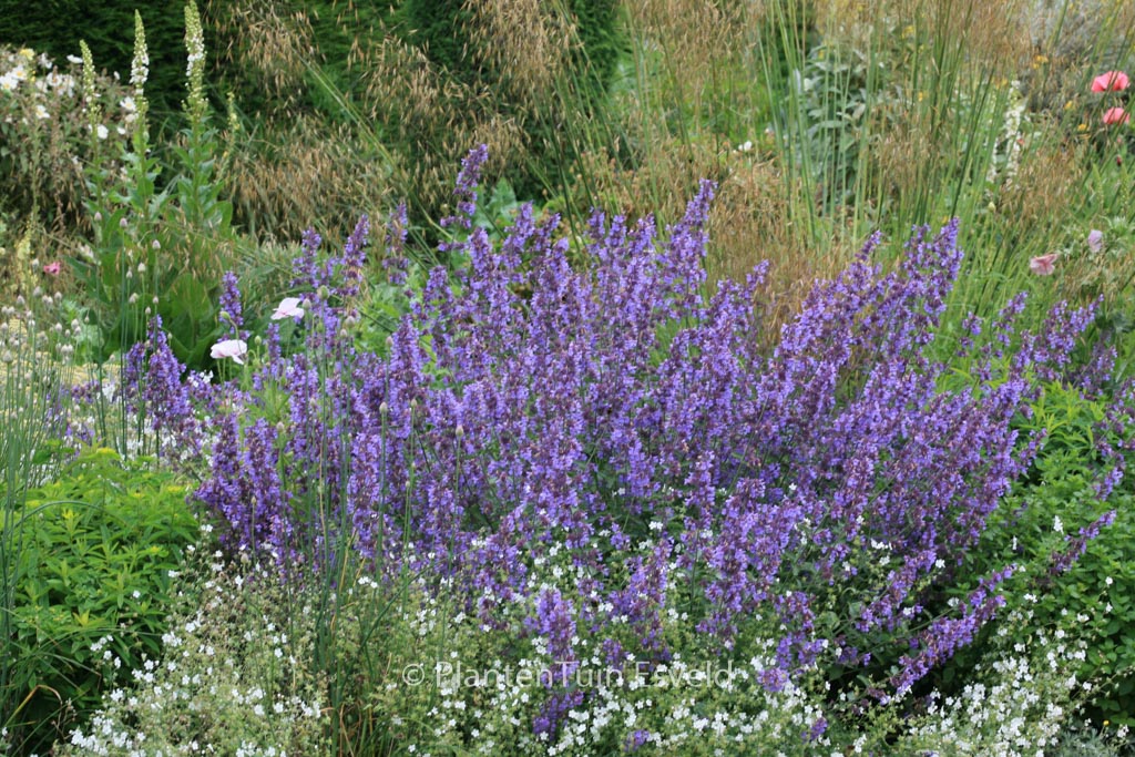 Nepeta faassenii