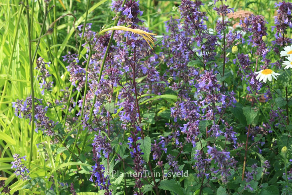 Nepeta grandiflora ‚Bramdean‘
