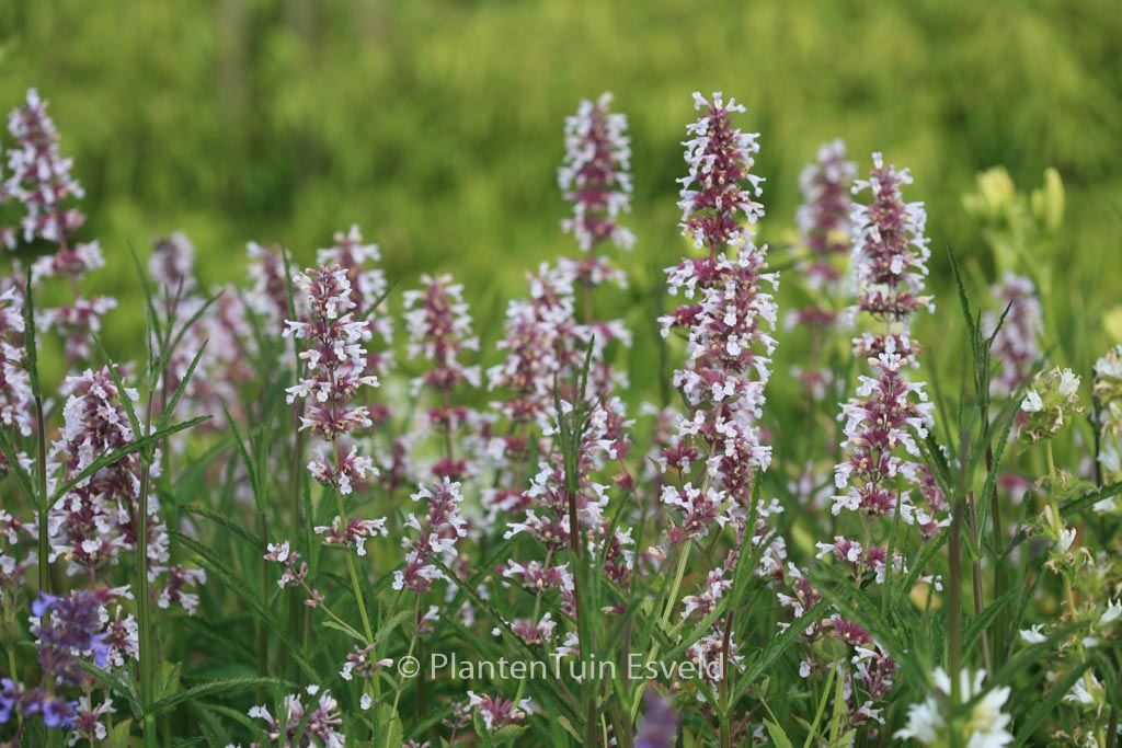 Nepeta grandiflora ‚Dawn to Dusk‘