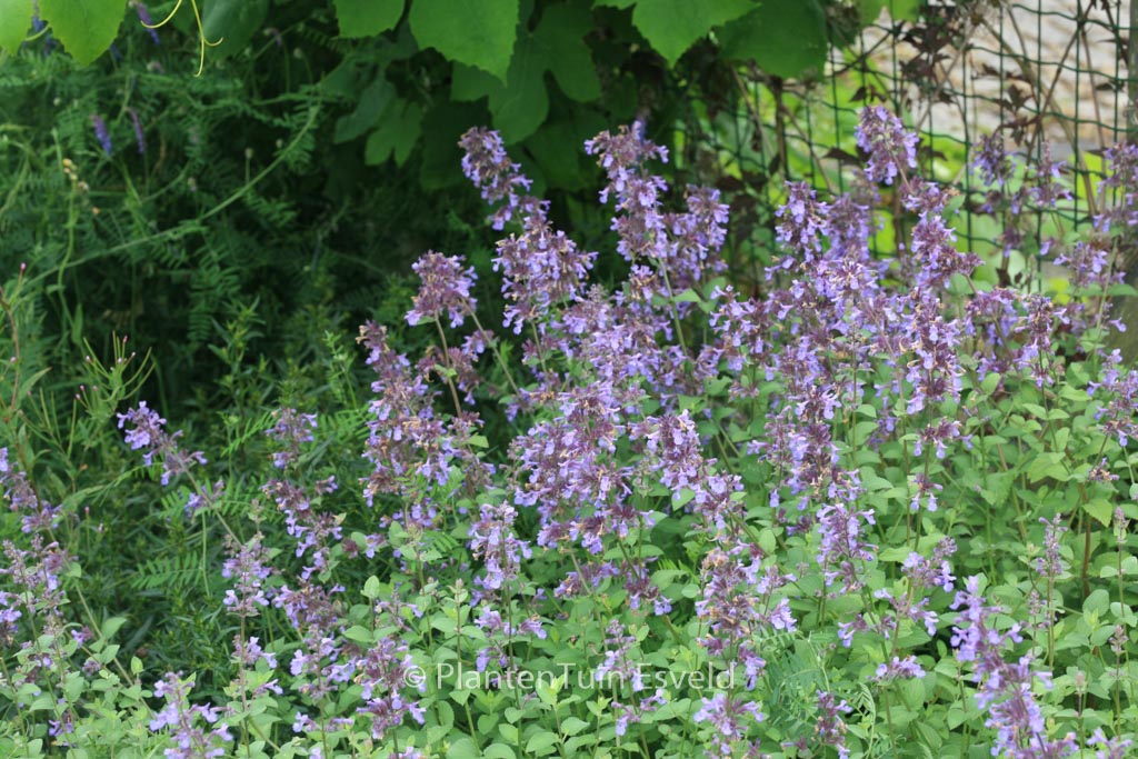 Nepeta grandiflora ‚Wild Cat‘