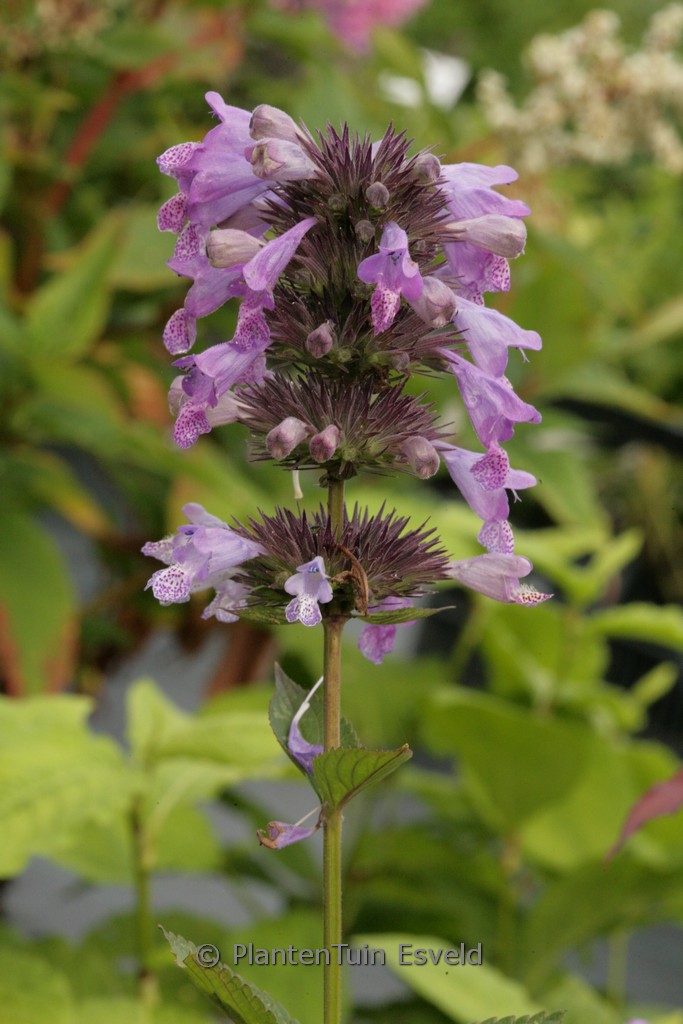 Nepeta manchuriensis ‚Manchu Blue‘