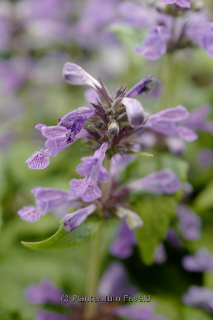 Nepeta nervosa ‚Neptune‘