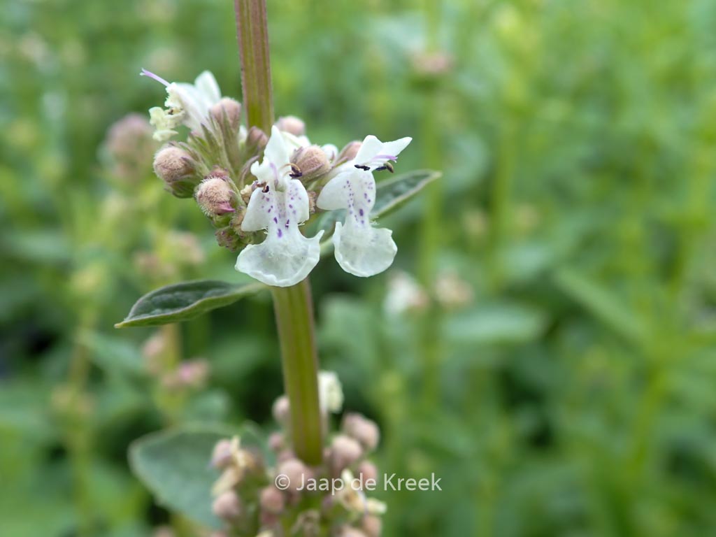 Nepeta nuda ‚Anne’s Choice‘